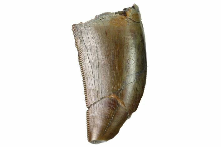 Serrated, Allosaurus Tooth - Feeding Worn Tip #169035